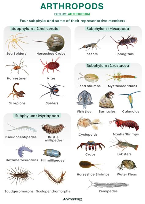 動物屬性|節肢動物門 Arthropoda 